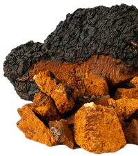 Chaga mushroom chunks